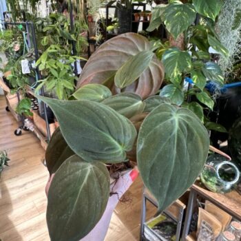 Philodendron Micans Velvet Heart 12cm pot Hanging & Trailing 12cm plant 2