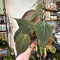 IMG_1914