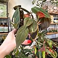 IMG_1916