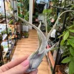 Air Plant Tillandsia Medusa
