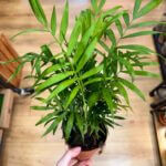 Chamaedorea Elegans Parlor Palm 12cm pot