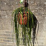 Rhipsalis Paradoxa Minor XL 21cm pot