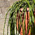 IMG_2352