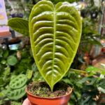 Anthurium Veitchii Rare Aroid 10cm pot