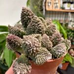Adromischus Marianae F. Herrei Red Coral 5cm