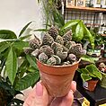 IMG_2613