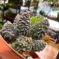 IMG_2615