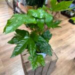 Fatsia Japonica Castor Oil Plant 17cm pot