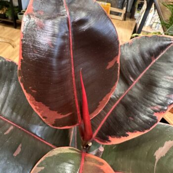 Ficus Elastica Tineke Variegated Rubber Plant 17cm pot Houseplants ficus 2