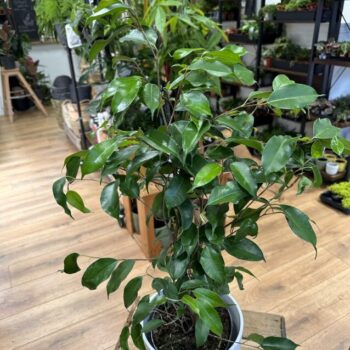 Ficus Benjamina Weeping Fig Plant 17cm pot Houseplants ficus 2