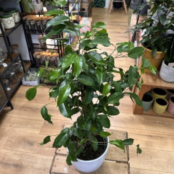 Ficus Benjamina Weeping Fig Plant 17cm pot Houseplants ficus