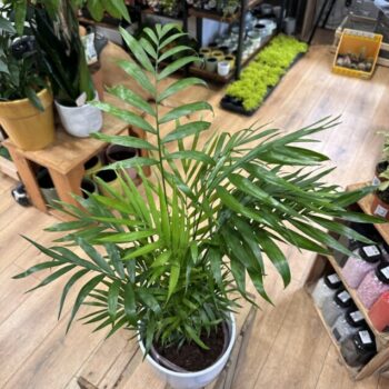 Chamaedorea Elegans Parlor Palm 17cm pot Houseplants 2