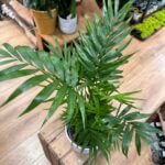 Chamaedorea Elegans Parlor Palm 17cm pot