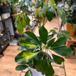 Umbrella Plant Schefflera Arboricola Variegata 17cm pot
