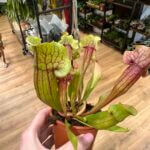 Carnivorous Sarracenia Pitcher Houseplant
