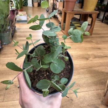 Eucalyptus Cinerea Silver Dollar 10cm pot Houseplants eucalyptus