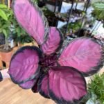 Calathea Roseopicta Misty Red Peacock Prayer Plant 14cm pot