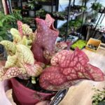 Carnivorous Sarracenia Trumpet Pitcher Venosa Red 12cm pot