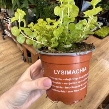 Lysimachia Nummularia Creeping Jenny Houseplant 10cm pot Houseplants eucalyptus 2