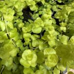 Lysimachia Nummularia Creeping Jenny Houseplant 10cm pot