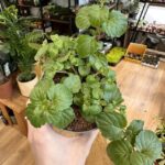 Mint Indian Satureja Douglasii Houseplant 10cm