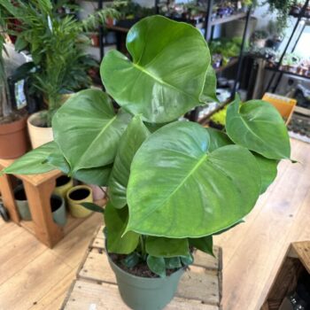 Monstera Deliciosa Cheese Plant Large 21cm pot Houseplants cheese plant