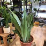 Sansevieria Moonshine Snake Plant 24cm pot