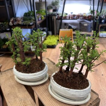 Bonsai Metasequoia Dinosaur Tree Ceramic Planter 16cm Houseplants air purifying 2
