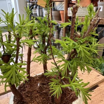 Bonsai Metasequoia Dinosaur Tree Ceramic Planter 16cm Houseplants air purifying