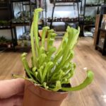 Carnivorous Sarracenia Velvet Pitcher Houseplant