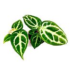 Anthurium Crystallinum Silver Blush