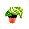 Anthurium Crystallinum Silver Blush