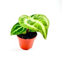 Anthurium Crystallinum Silver Blush