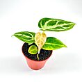 Anthurium Crystallinum Silver Blush