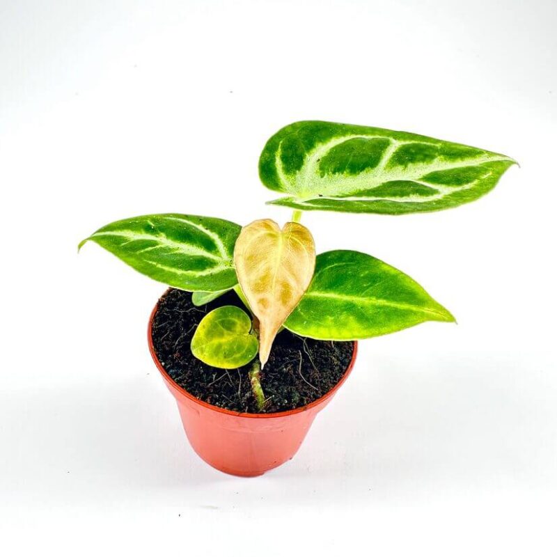 Anthurium Crystallinum Silver Blush Anthurium Crystallinum Silver Blush