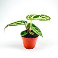 Anthurium Crystallinum Silver Blush