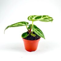 Anthurium Crystallinum Silver Blush