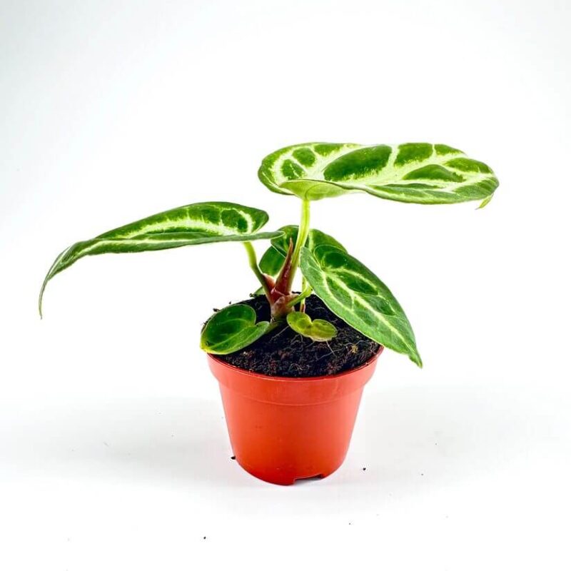 Anthurium Crystallinum Silver Blush Anthurium Crystallinum Silver Blush