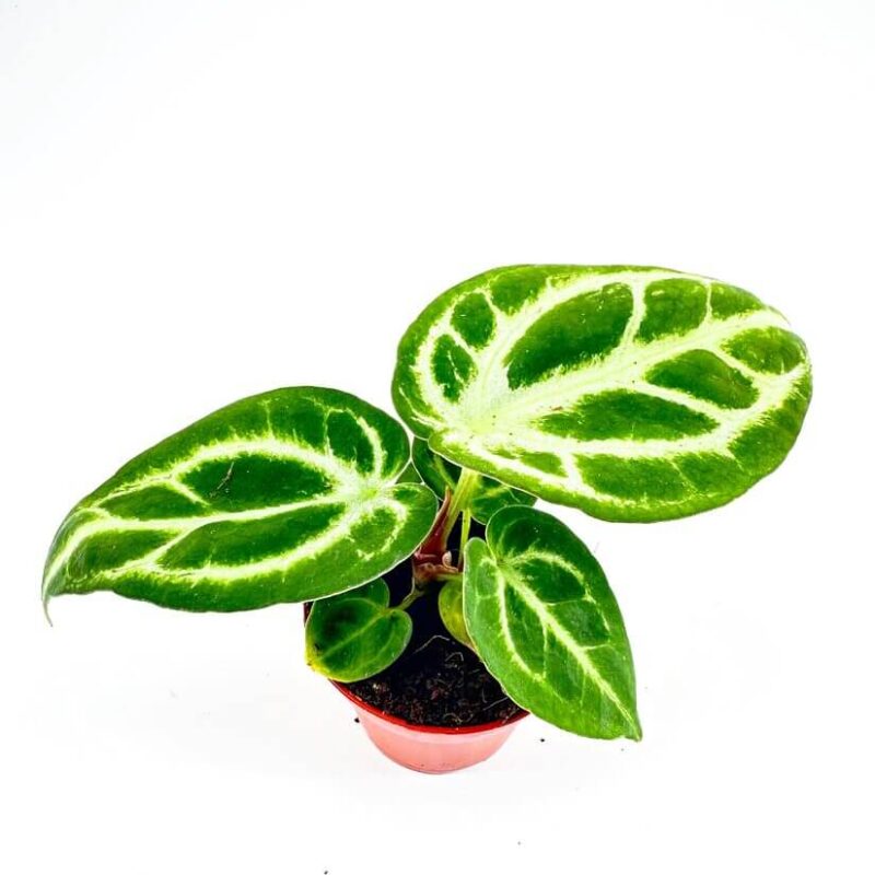 Anthurium Crystallinum Silver Blush Anthurium Crystallinum Silver Blush