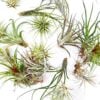 Vibrant air plants display diverse colours and textures against a clean white background.
