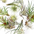 Vibrant air plants display diverse colours and textures against a clean white background.