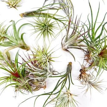 Vibrant air plants display diverse colours and textures against a clean white background.