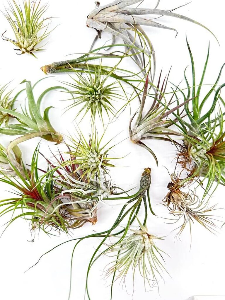 Vibrant air plants display diverse colours and textures against a clean white background.