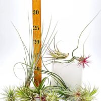 Colourful air plants and growth chart showcase unique textures and botanical beauty.