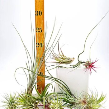Colourful air plants and growth chart showcase unique textures and botanical beauty.