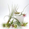 Artistic display of diverse Tillandsia air plants, highlighting unique shapes and vibrant green-red hues.