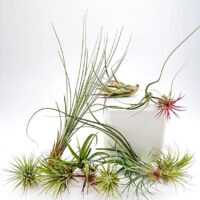 Artistic display of diverse Tillandsia air plants, highlighting unique shapes and vibrant green-red hues.