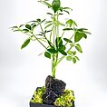 Vibrant green Schefflera in stylish black pot with moss and volcanic rock.
