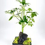 Schefflera Arboricola Umbrella Plant on Lava Rock Bonsai