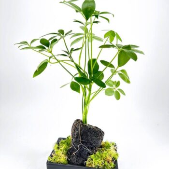 Vibrant green Schefflera in stylish black pot with moss and volcanic rock.